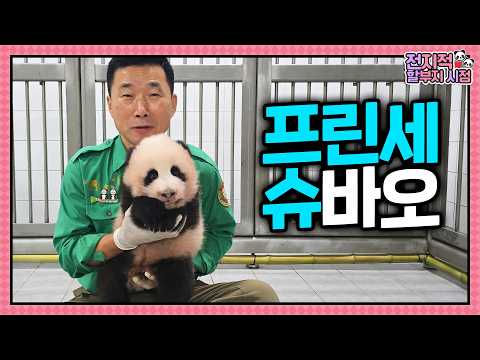 Hello, I'm Shu Bao, Nice To Meet You🩵 | Grandpa's Omniscient POV ep.277