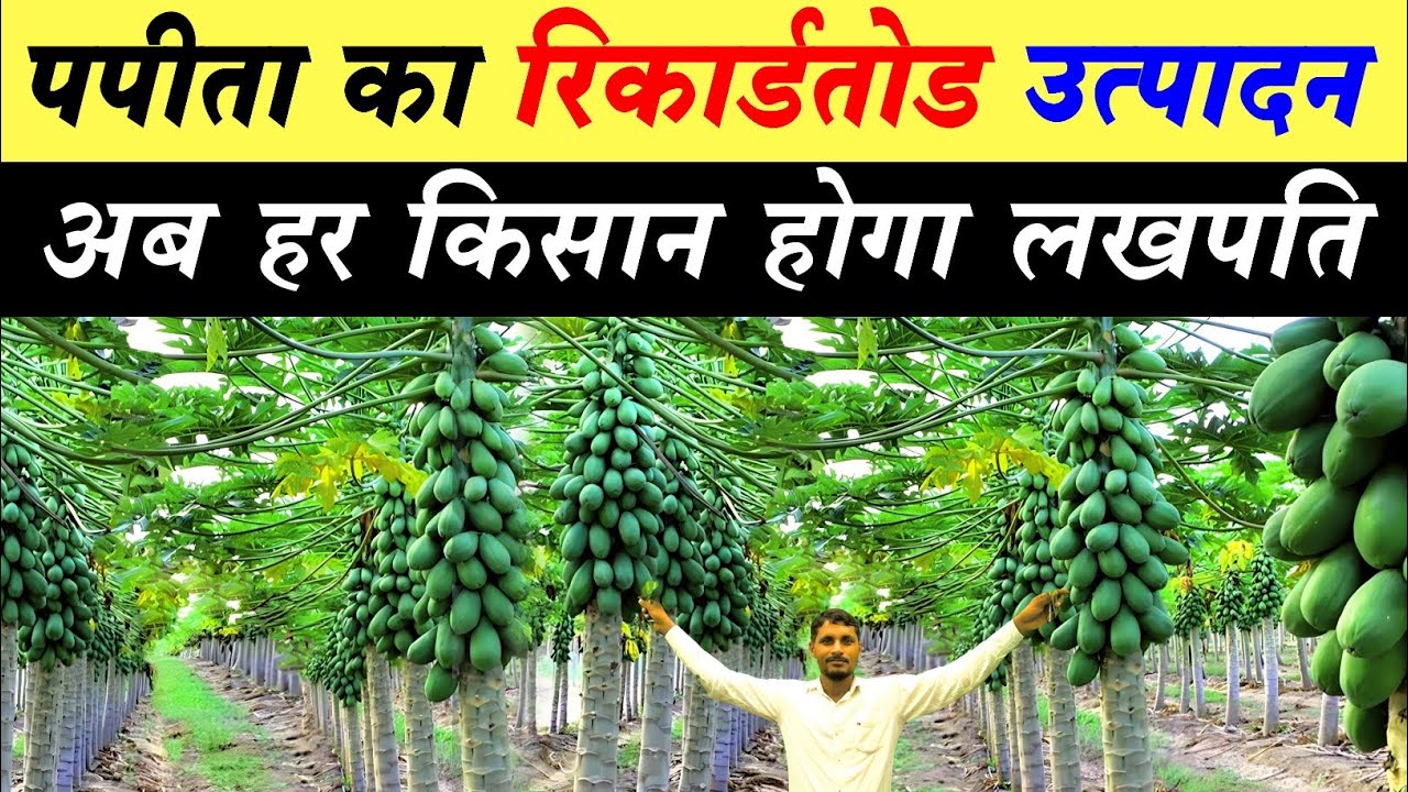 पपीता की खेती की जानकारी papaya farming in india papita ki kheti ki