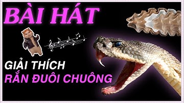 BÀI HÁT / Giải Thích Cấu Tạo Của Rắn Đuôi Chuông Phát Ra Âm Thanh / Giai Điệu Kiến Thức