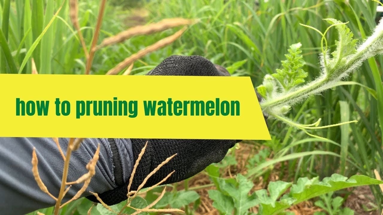 How to pruning watermelon - YouTube