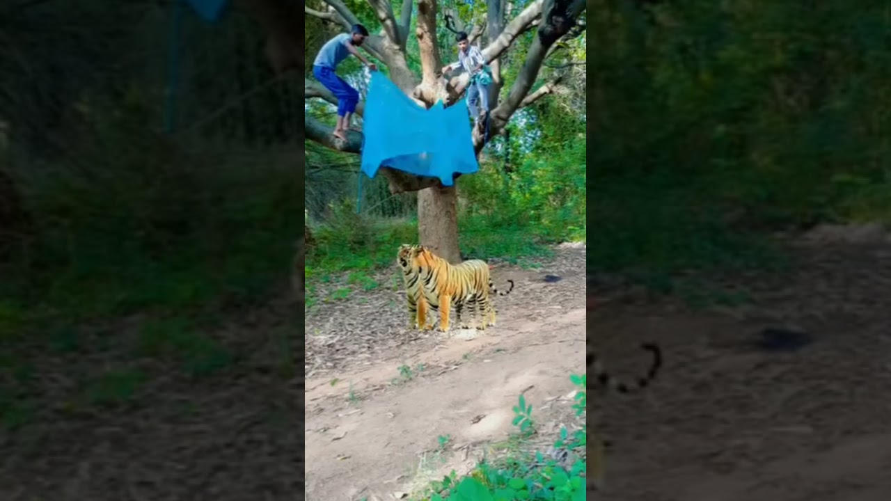 trapped tiger 😂