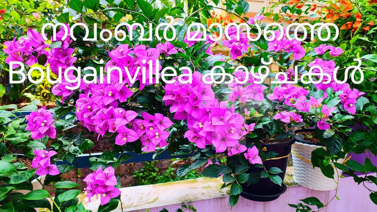 Bougainvillea, November 2025, Season 