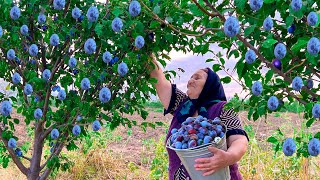 Harvesting Fresh Black Plums and Making Jam, Cake and Compote!