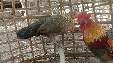 npaj dib xyoo tshiab  no nawb suab poj qaib seev zoo tuaj zoo 100%