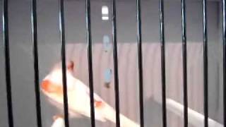 lingua1393.MP4