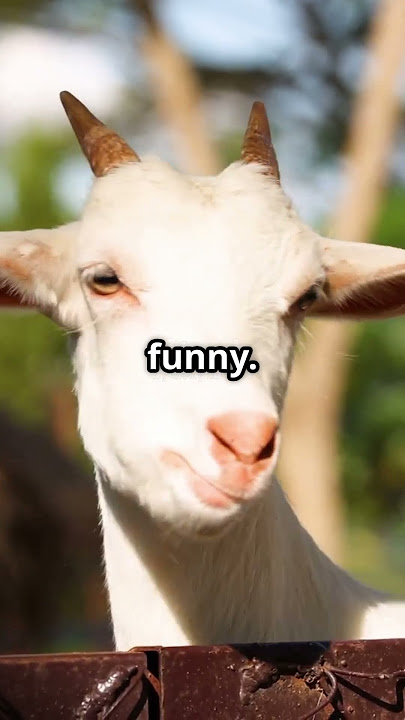 A day in the life of a Diva Goat