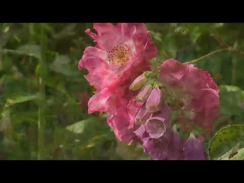 Vidéo: La Splendeur D'un Jardin Printanier