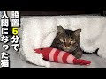 【元保護猫】初めてのこたつが幸せ過ぎて溶ける猫。中身は人間のおじさんかもしれません…