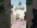 Top Quality Jamunapari 👌🐐 #goatfarmingindia #jamunaparigoat #bakripalanbusiness #goatfarm #viral