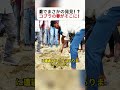庭でまさかの発見！？ コブラの卵がそこに！ #コブラ #危険生物 #庭の安全 #野生動物 #発見