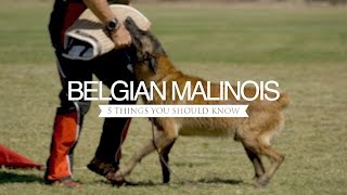 BELGIAN MALINOIS FIVE THINGS YOU SHOULD KNOW