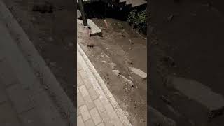 #крысы захватывают Екатеринбург
