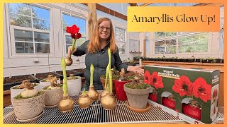 Pulling Amaryllis Out of Dormancy | Waxed Bulbs with Gold Paint + Tips to Grow Them Every Year