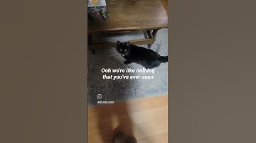 #Catnip, #Cat, #Funny, #catvideo  ,#funnyvideo ,#shortvideo, #Catshortvideo