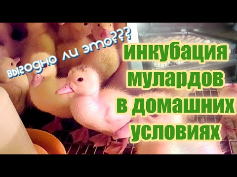 Инкубация мулардов в домашних условиях