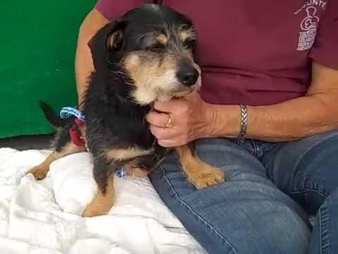 dog adoption mauritius A3800324 Tazz | Wirehaired Dachshund