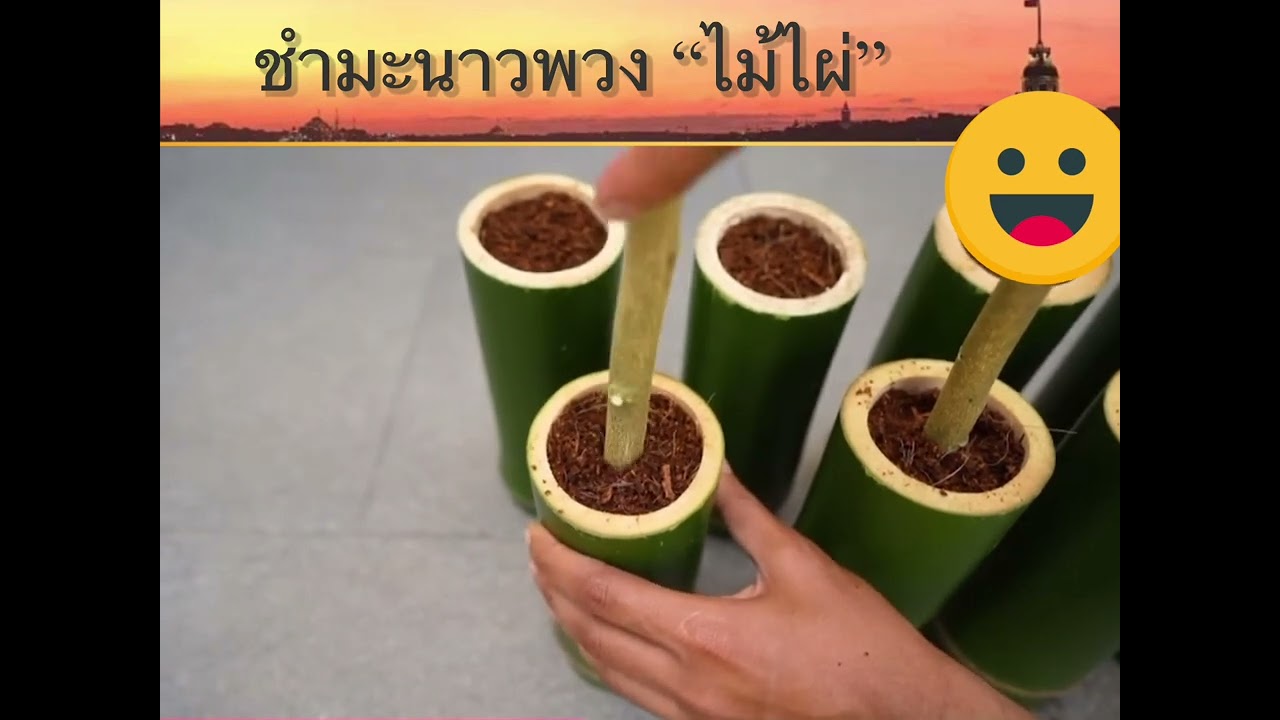 ชำกิ่งมะนาวพวง