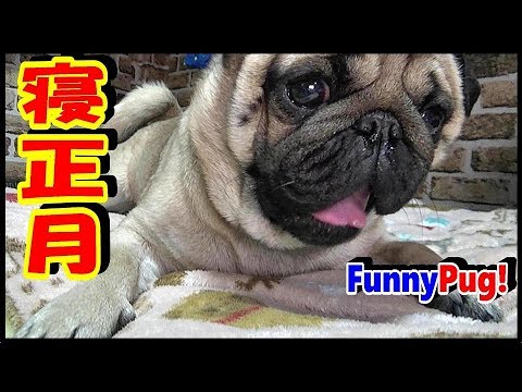 funny-pug-video-from-japan-|-my-pug-relaxed-at-home-during-the-new-year-holidays.so-cute!