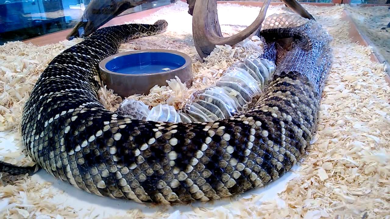 eastern diamondback rattlesnake shedding skin - youtube