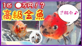 【金魚】お祭りで１匹●万円クラスの高級金魚達がとても美しかったので見てください。（三角広場夏祭りより）
