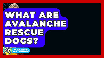 What Are Avalanche Rescue Dogs? - Weather Watchdog