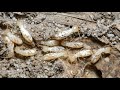 natural at epektibong pamatay anay(termites)