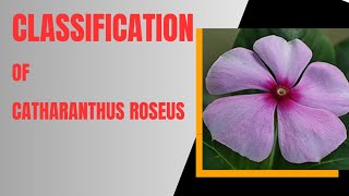 #classification of Catharanthus roseus