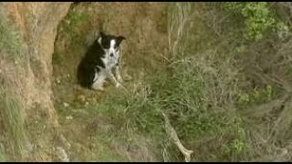 豪消防が 崖っぷち犬 を救助 3時間に渡る大作戦の末 21日 Youtube