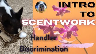 Intro to Scentwork: Handler Discrimination (Episode 3)