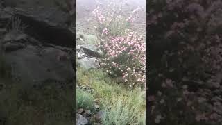 mountain rose In Rainy day shorts