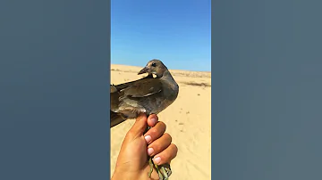 طائر عبد المرع دجاج الماء الصياد السيناوي 