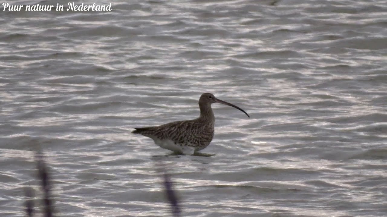 Wulp Eurasian curlew Common curlew