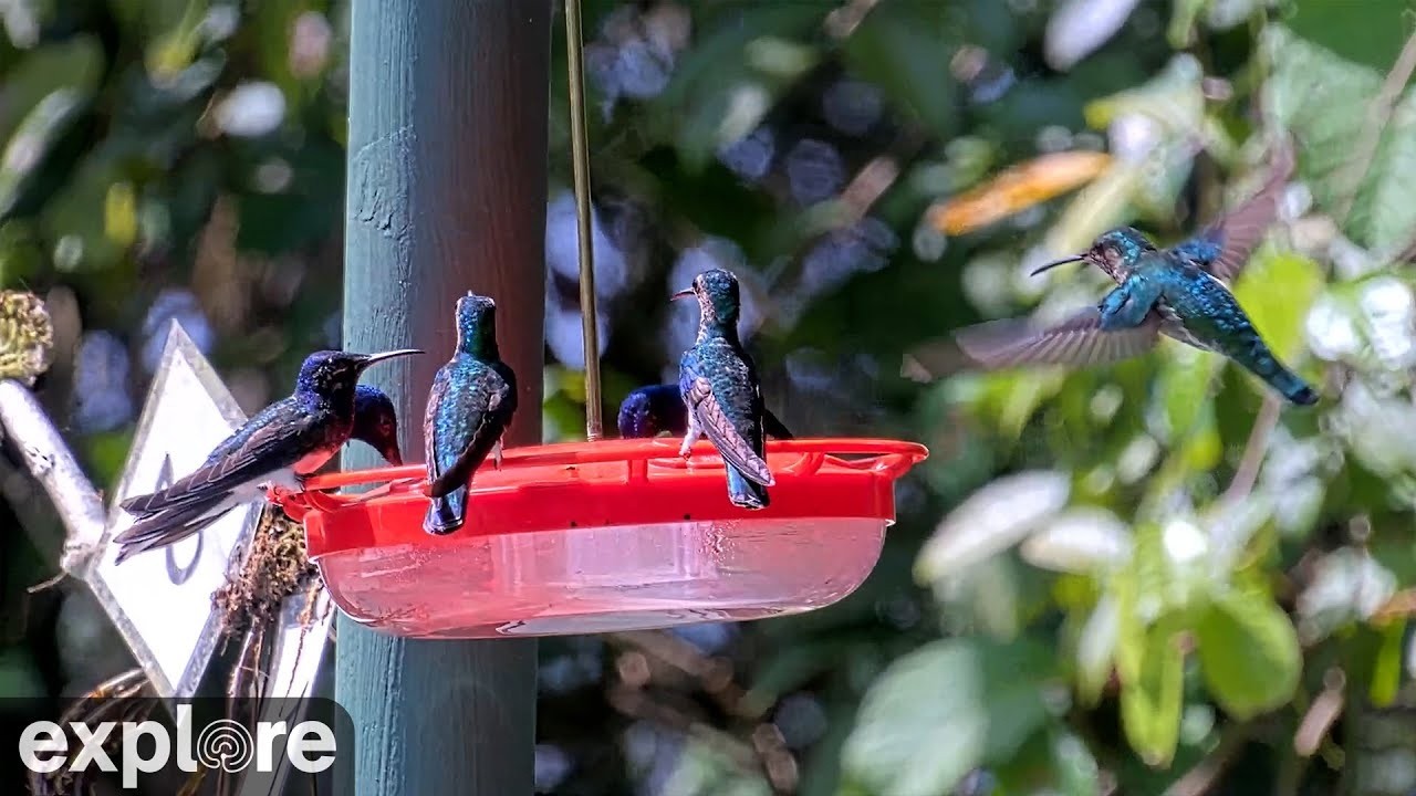 LIVE Tropical Hummingbird Cam: Canopy Tower – Soberanía National Park ...