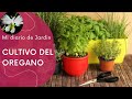 cuidados y cultivo del Origanum Vulgare por estolones, mi diario de jardin