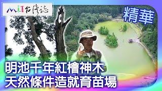 The millennium sacred tree in Mingchi.Natural conditions shape the nursery
