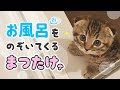 【Twitter 20万イイネ】お風呂を覗いてくる生後2ヶ月半の子猫が可愛すぎました