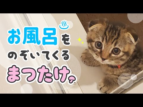 【Twitter 20万イイネ】お風呂を覗いてくる生後2ヶ月半の子猫が可愛すぎました