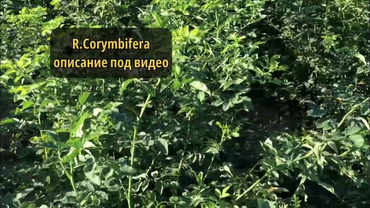 туя канадская тимирязевский питомник. мармыжи питомник растений. садовый питомник кутепово. питомник веры глуховой. самбек питомник растений.