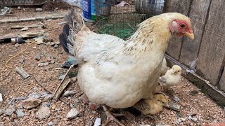 : The hen is protecting her chicks from the cold || Natural Hatching || 