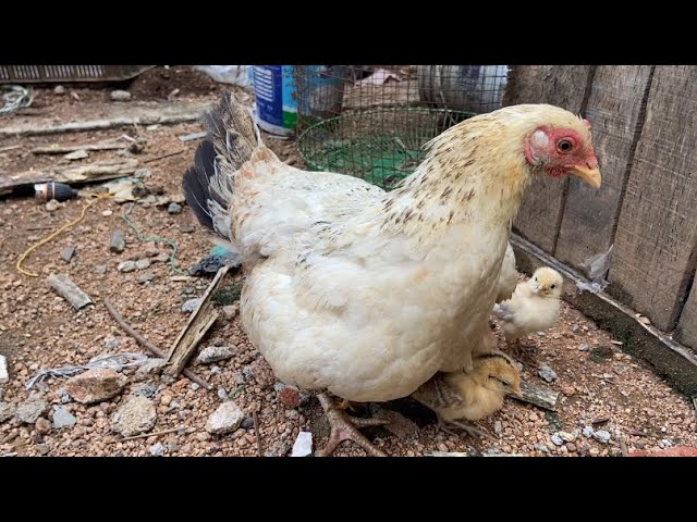 Watch шешен секс videos online