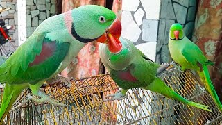 Rio Talking Parrot Having Fun With Mintoo | Mitthu Talking Parrot Also Talking With Rio And Mintoo