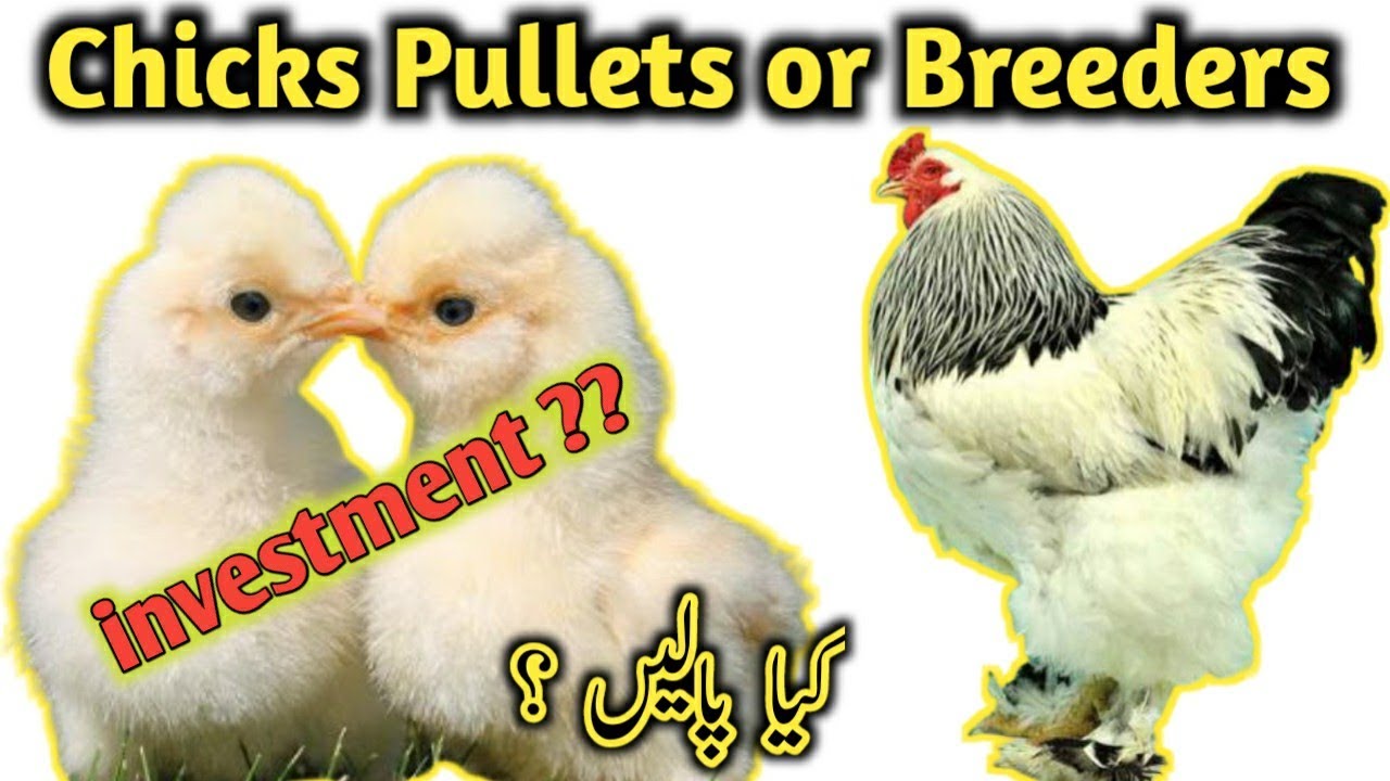 Which One is Better in Fancy Hens Chicks Pullets or Breeders