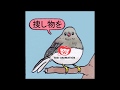 Annoyed bird singing meme