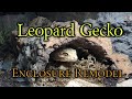 Leopard Gecko Enclosure remodel 2021