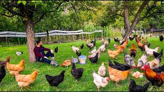Information Peaceful Farm Life & Poultry Farming - Free-Range Chickens and Daily Farm Routine Update