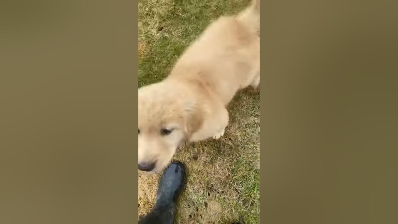 How to teach your dog not to jump up reward what you want them to do