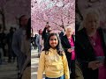 Cherry Blossom at #kungstr&auml;dg&aring;rden #flowers #cherryblossom #summer  #sweden  #stockholm #day