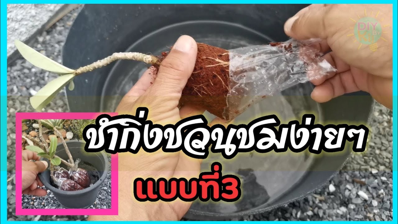 การชำกิ่งชวนชมแบบที่3​ ไม่ใส่แกนง่ายๆใส่ถุงแล้วรอดูผลจบในคลิปเดียว