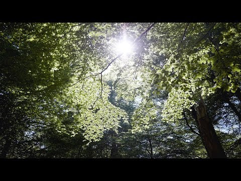 Video: Ecophon Acoustic Ceilings Yog Kev Ruaj Khov Kiag Li