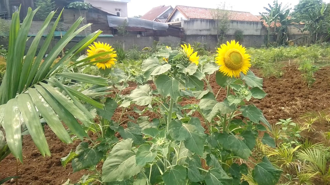  HD1080p The Sun  Flower si bunga  Matahari  warna kuning 